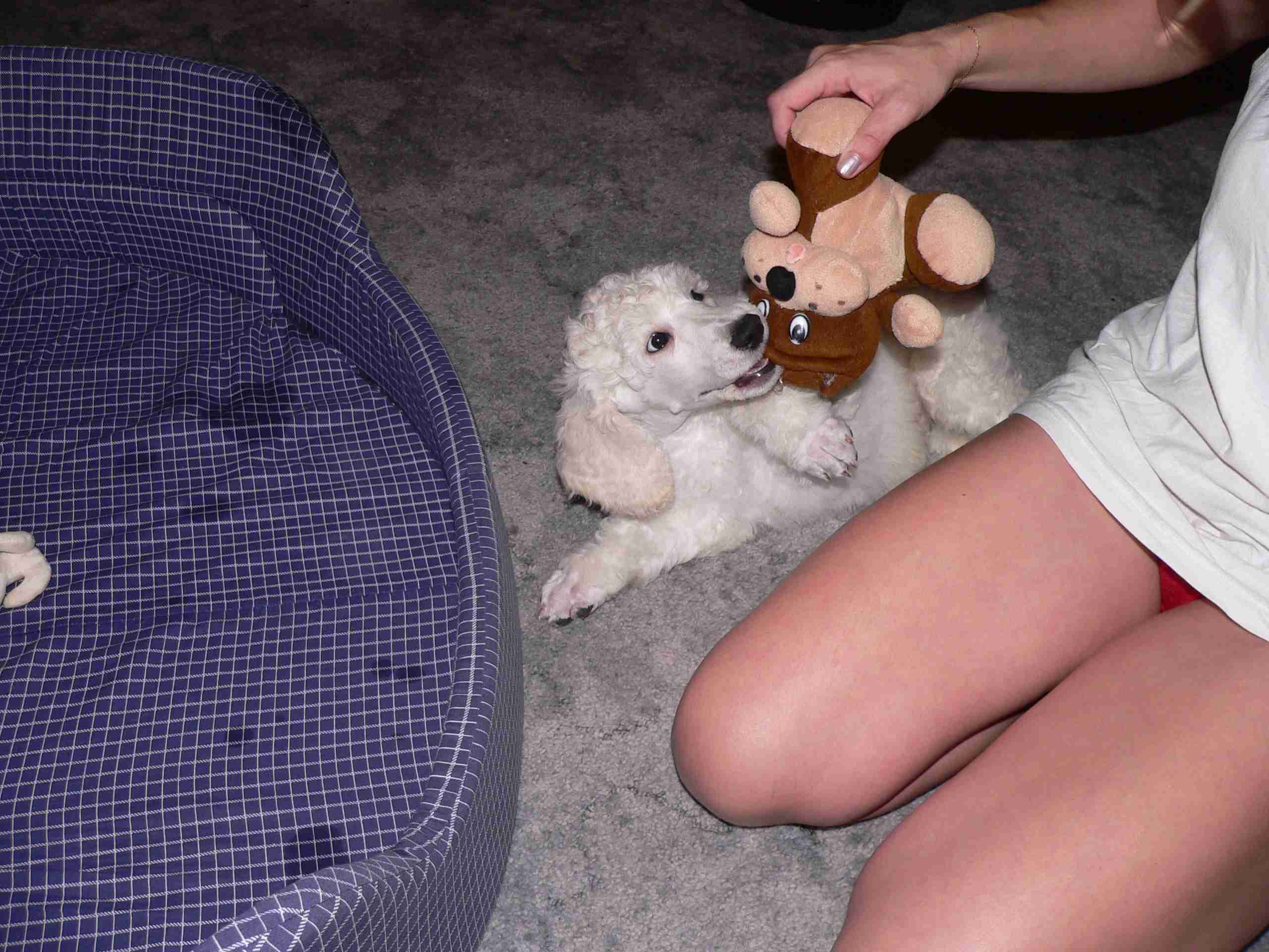 bere mi méďu.jpg