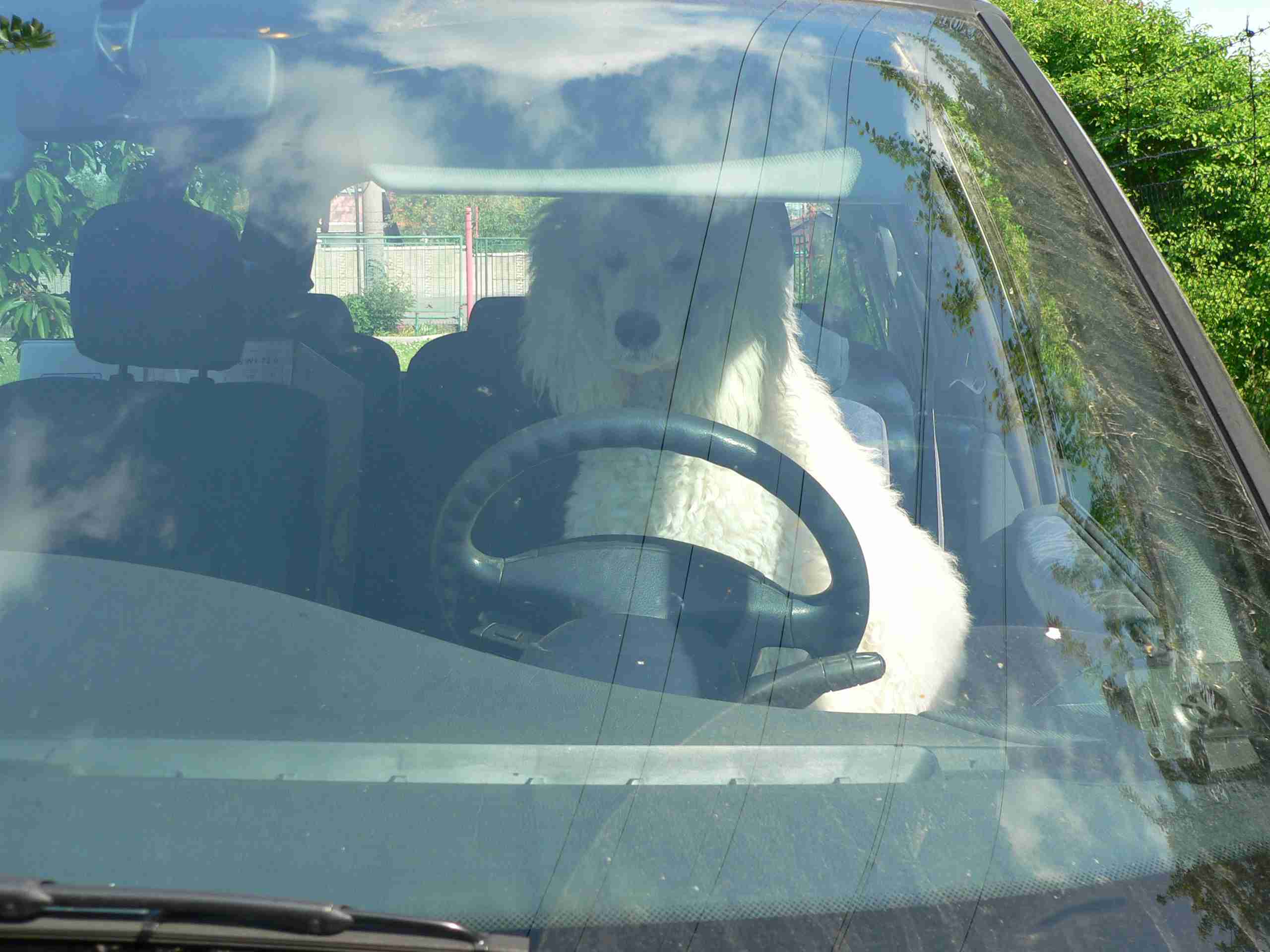 řidič 1.jpg